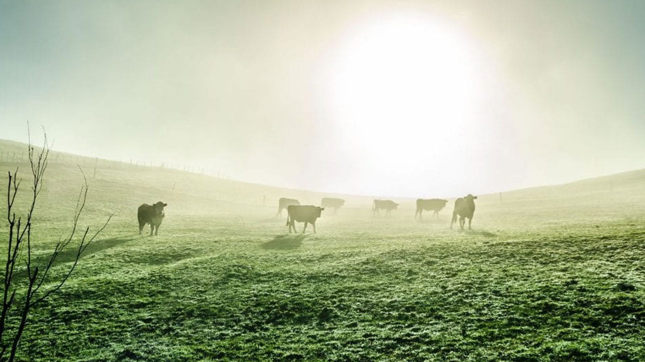 Dairy cattle standing in field at sunrise surrounded by morning fog