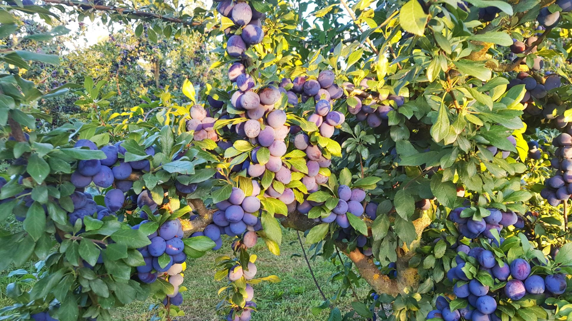 Damson plums on a tree