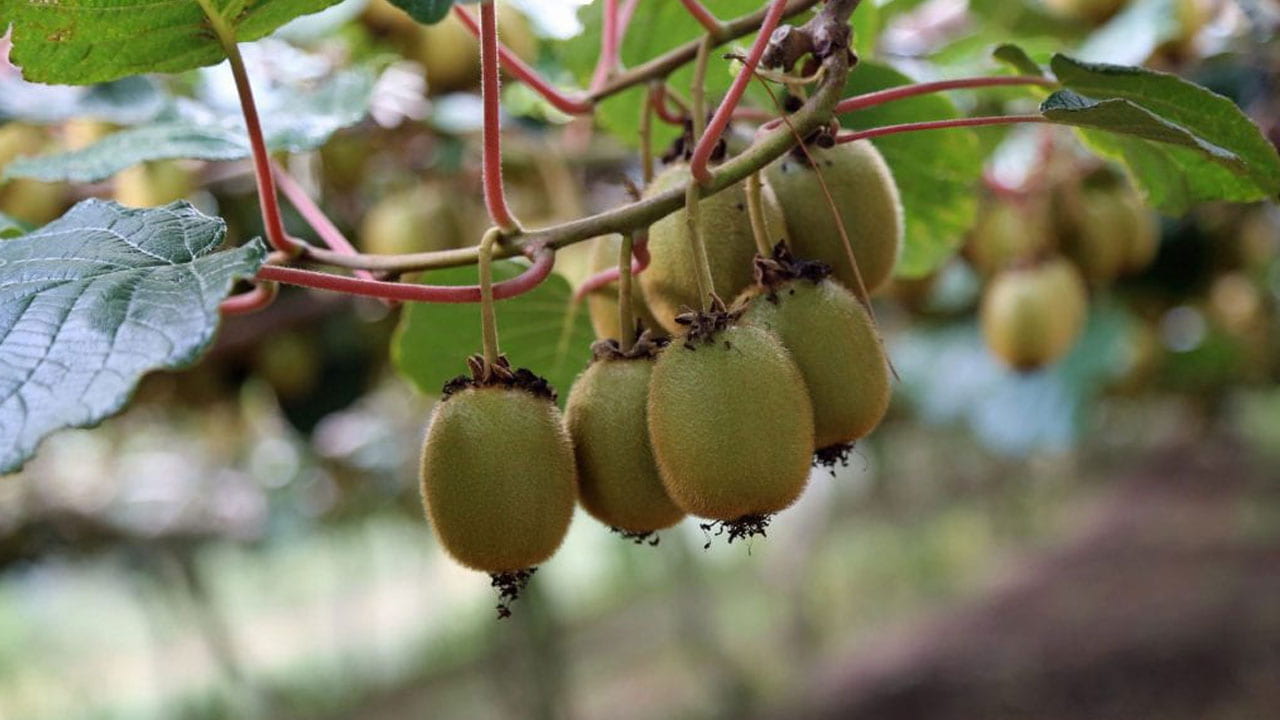 Kiwifruit on the vine