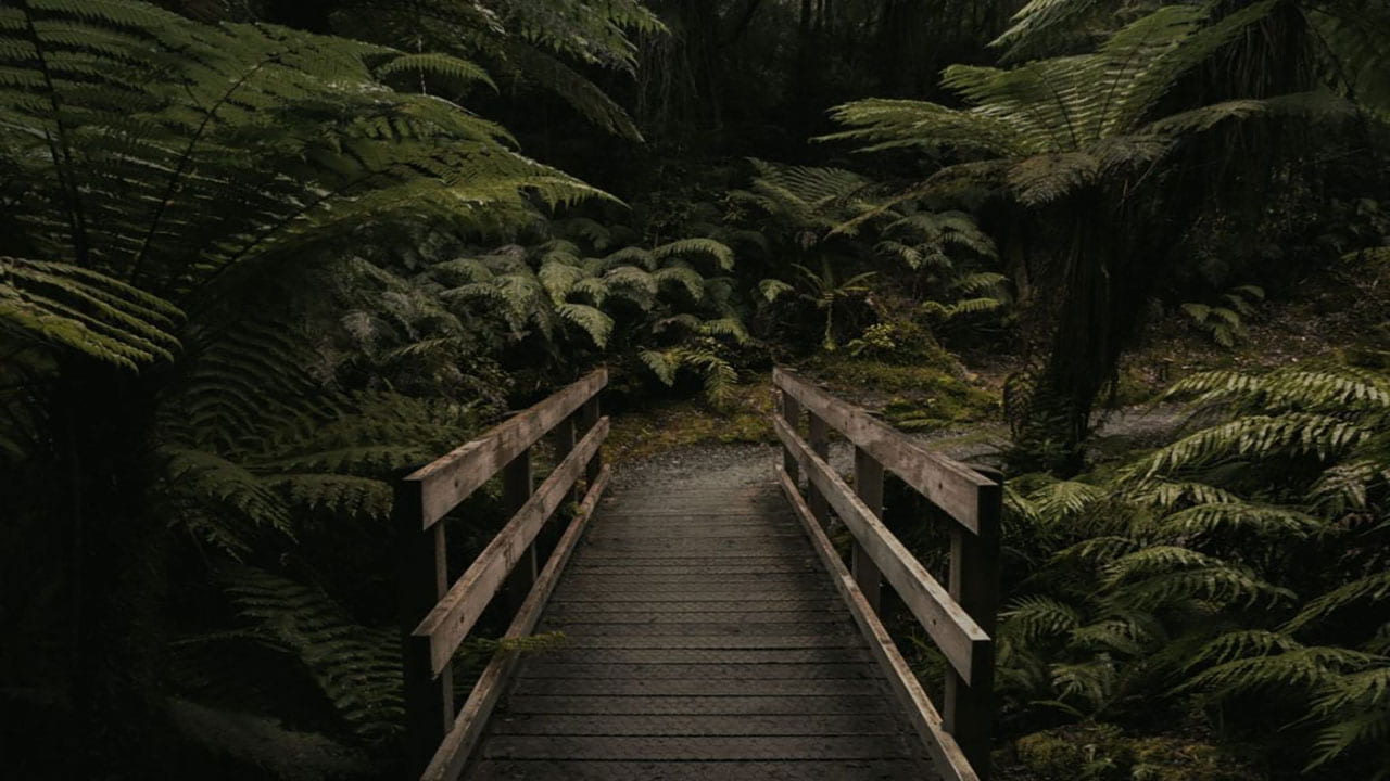 A wooden crossing in native New Zealand bush