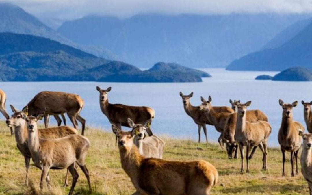 Pāmu Deer Milk improves muscle mass and physical performance
