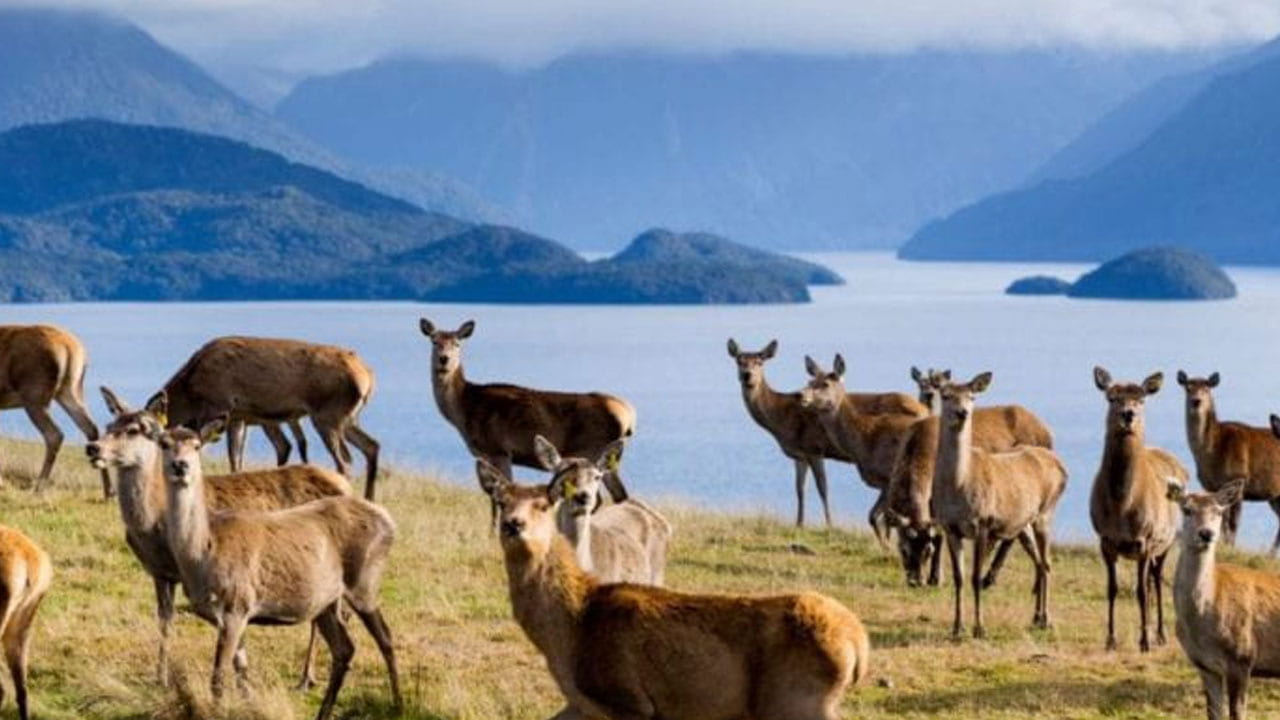 Deer in a field with a lake and misty mountains in the background