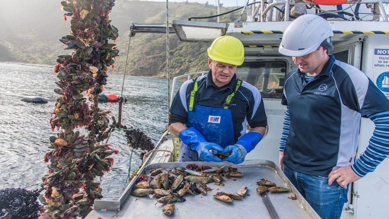 Two men looking at fished shellfish on a boat