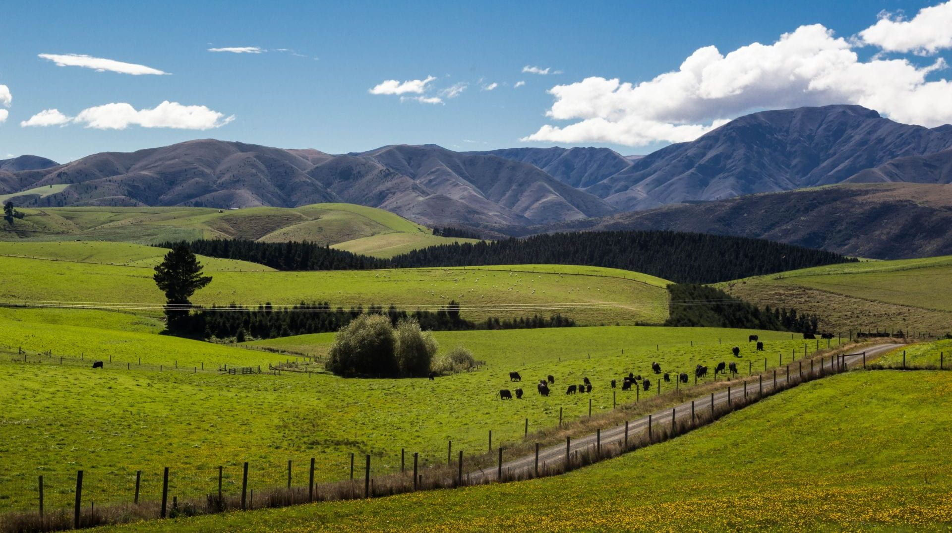 New Zealand grazing pasture with mountains in the background and a farm track alongside the paddocks.