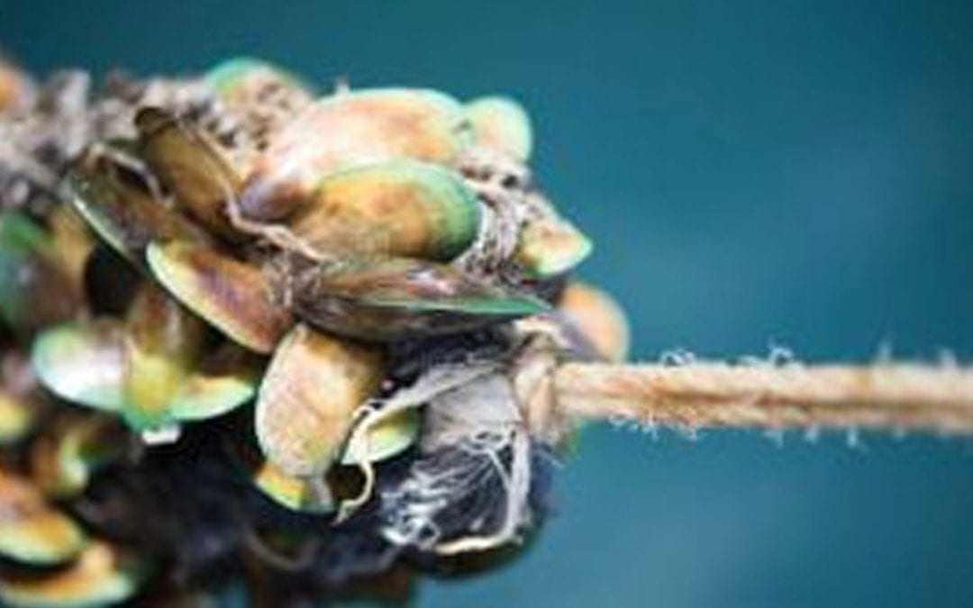New Zealand Greenshell Mussel Powder key to faster injury recovery