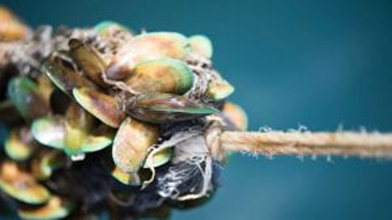 Greenshell mussels growing on a rope