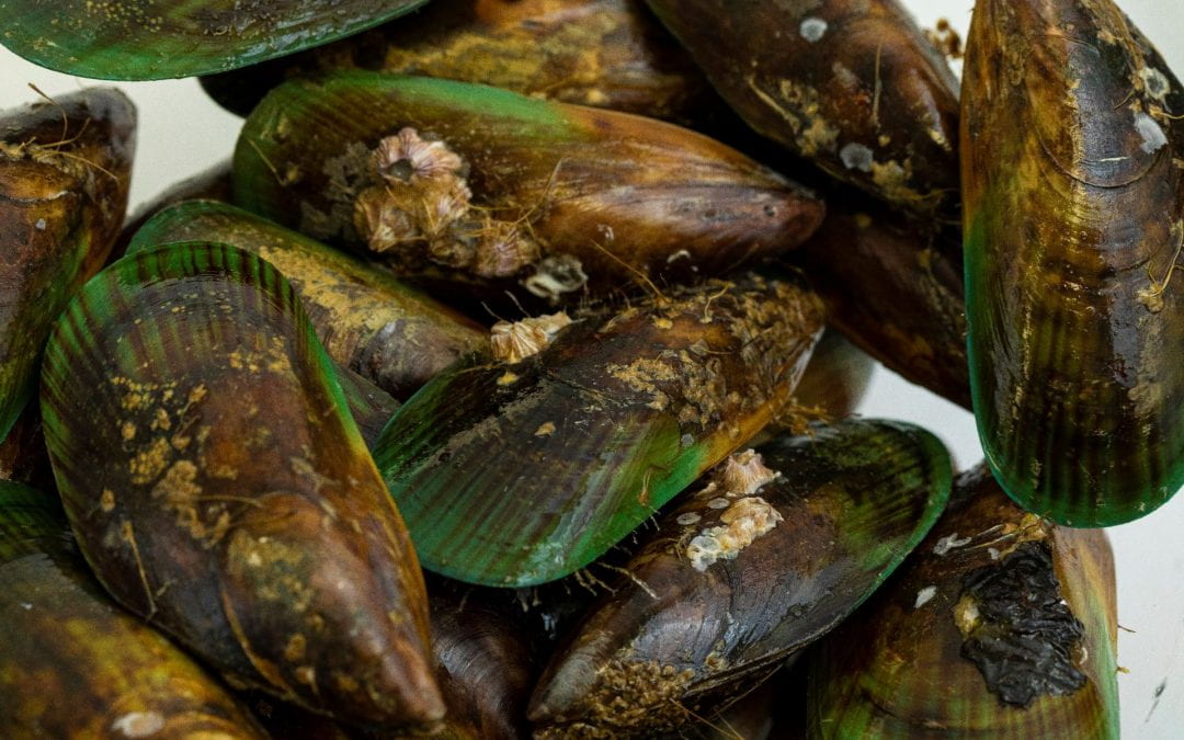 In praise of the mussel and foods from the shoreline…and the Cawthron Institute – a powerhouse of New Zealand science and innovation