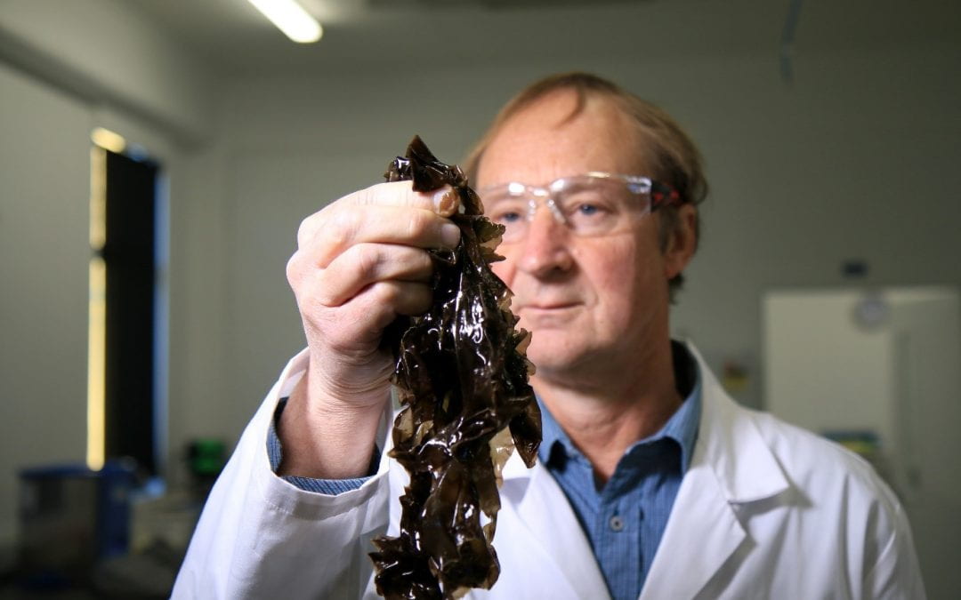 Karengo: Māori-led research into the health benefits of edible seaweed