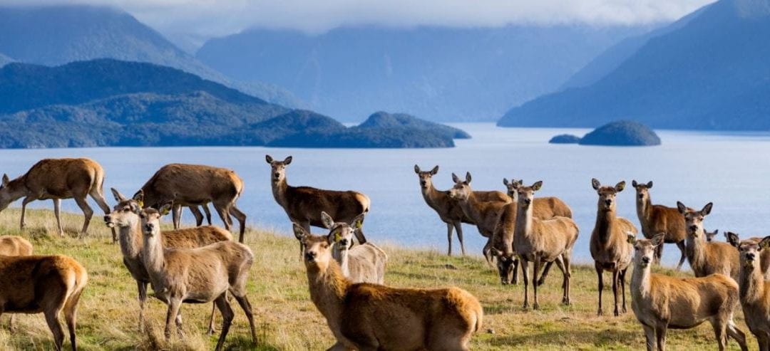 Ground-breaking study to investigate the impact of Pāmu Deer Milk on nutritional status and physical function in older adults