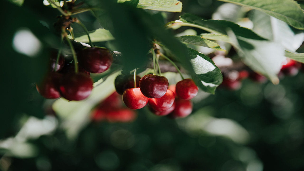 A bunch of cherries hanging from a branch with green leaves