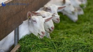 three goats chewing grass