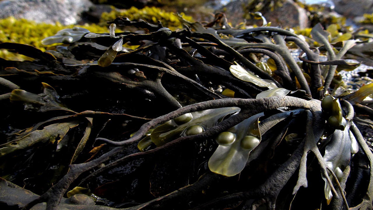 a clump of seaweed
