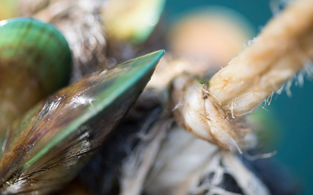 Greenshell mussels reduce knee pain in post-menopausal women
