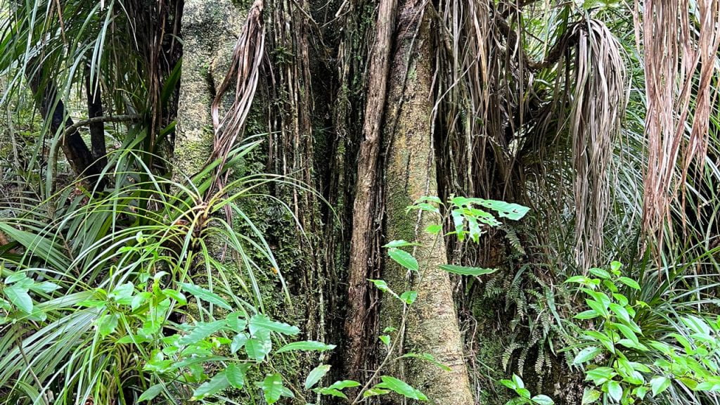 Pukatea (Laurelia novae-zelandiae)