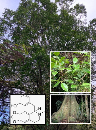 Pukatea tree and the chemical structure of pukateine.