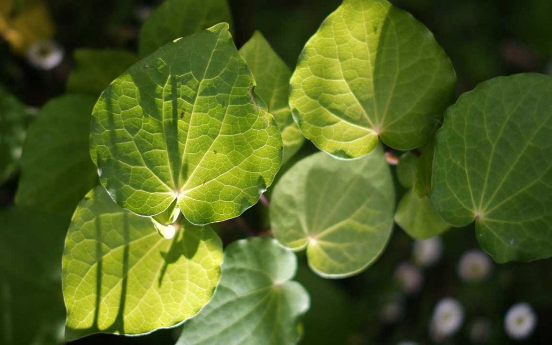 What’s in a name? The naming of kawakawa and decolonisation of plant systematics